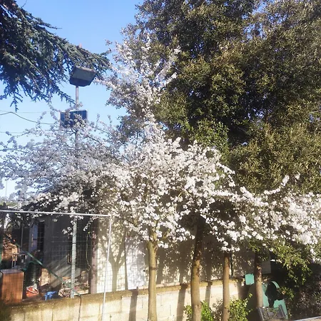 Di Nuova Costruzione Fra Alberi E Antichi Trulli Apartment Martina Franca